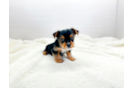 Cute Yorkshire Terrier Purebred Pup