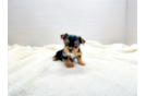 Yorkshire Terrier Puppy for Adoption