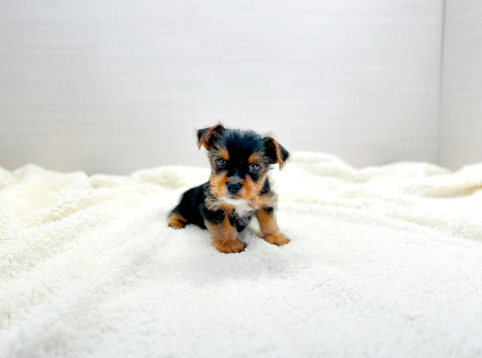 Yorkshire Terrier Puppy for Adoption