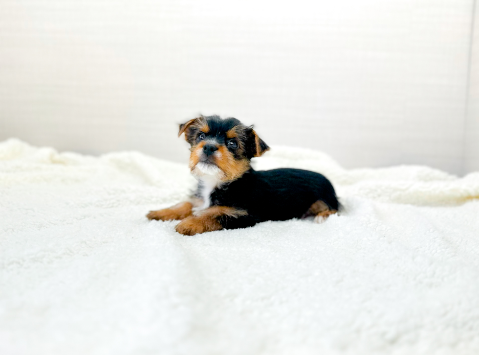 Cute Yorkie Purebred Puppy