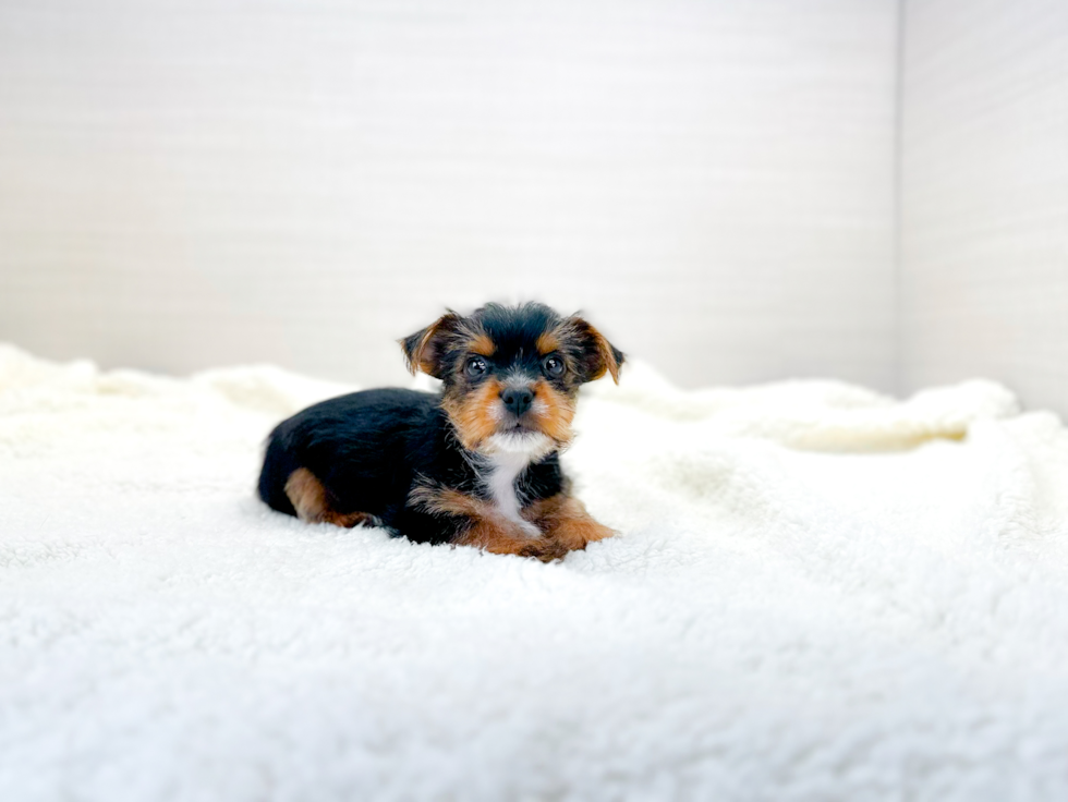 Cute Yorkshire Terrier Purebred Pup