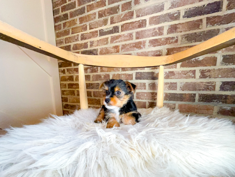 Cute Yorkshire Terrier Baby