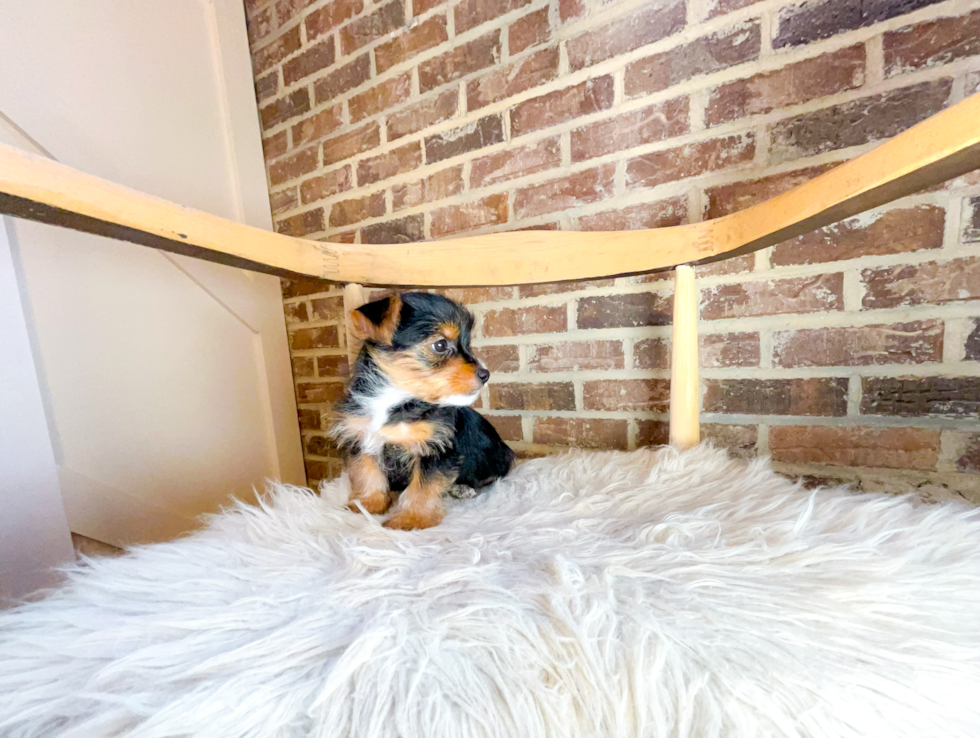 Best Yorkshire Terrier Baby