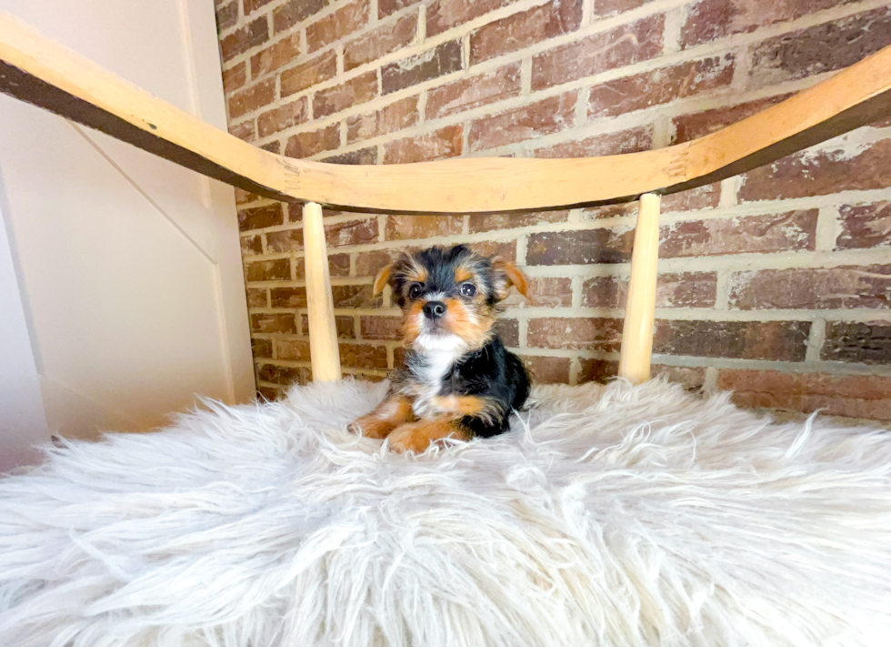 Cute Yorkshire Terrier Baby