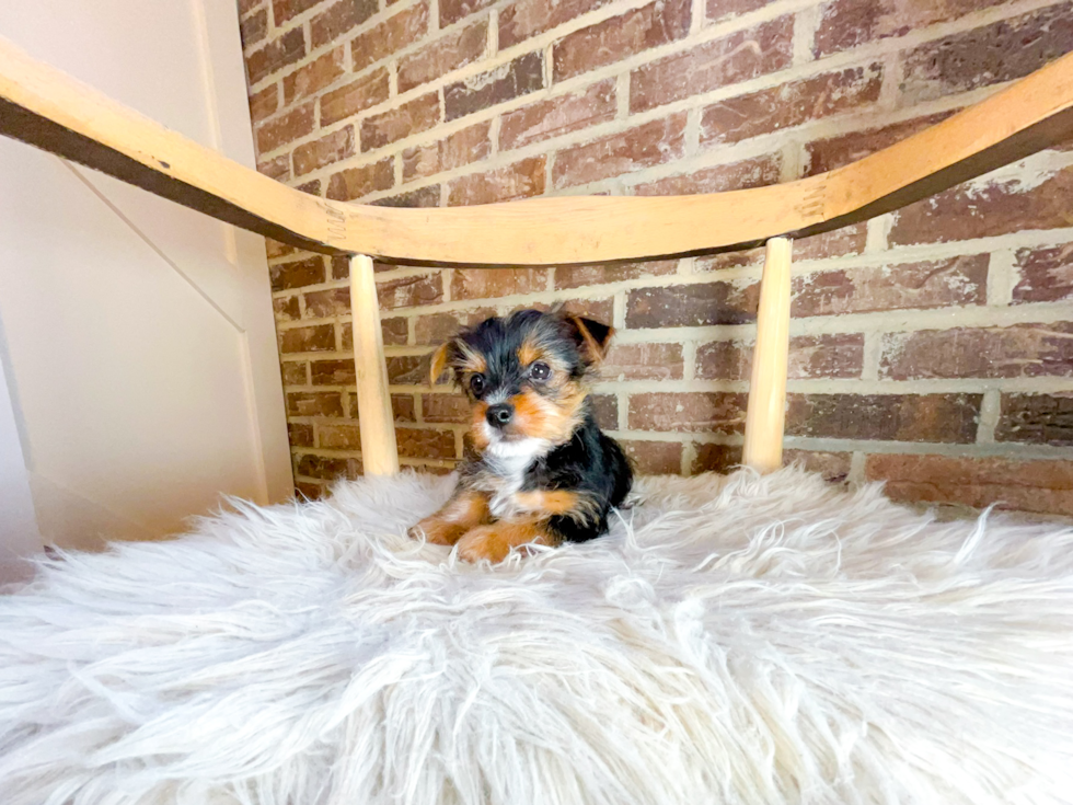Cute Yorkshire Terrier Purebred Pup