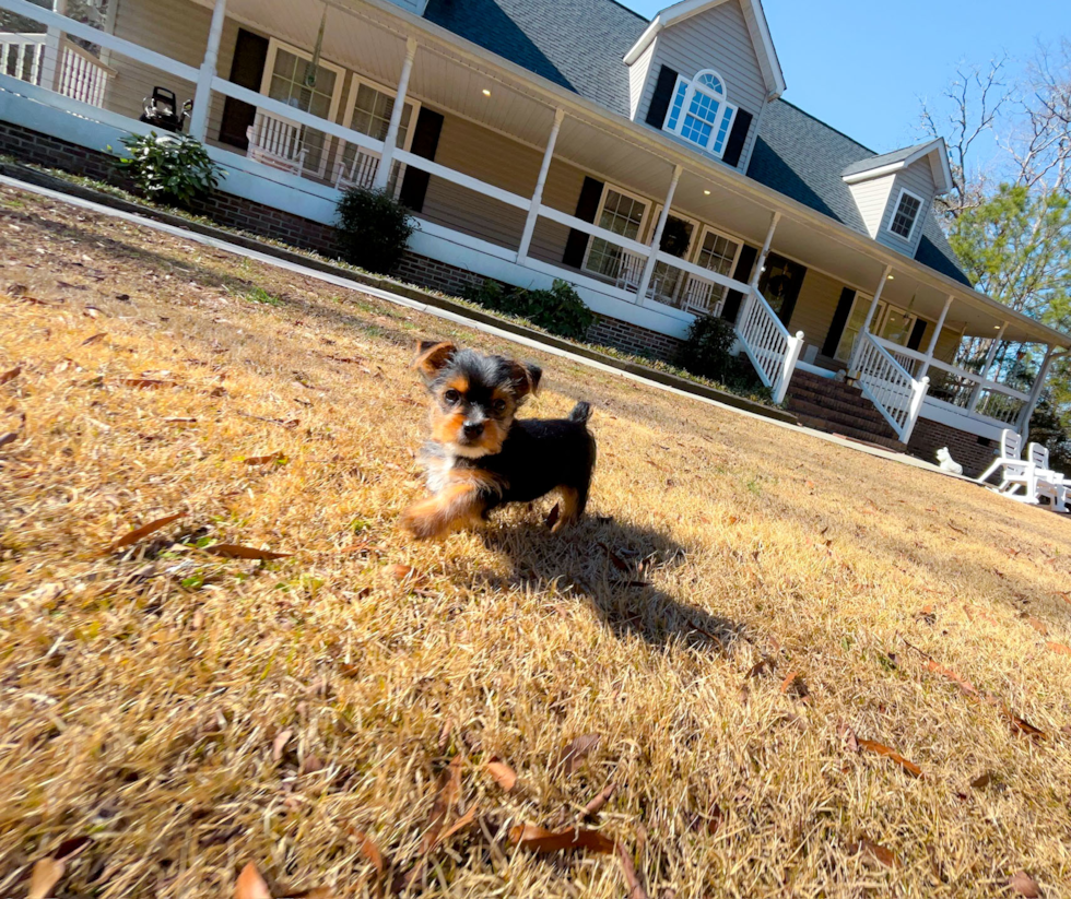 Cute Yorkie Purebred Puppy