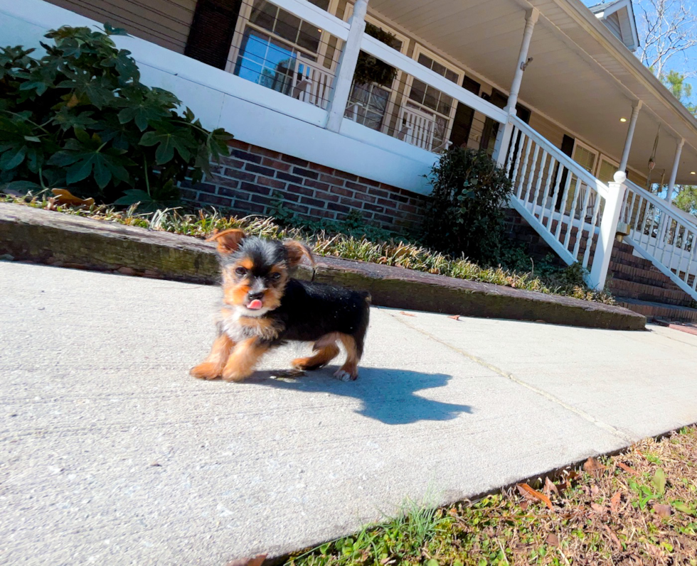 Cute Yorkie Purebred Puppy