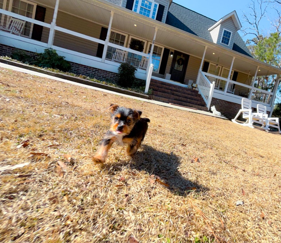 Cute Yorkshire Terrier Purebred Pup