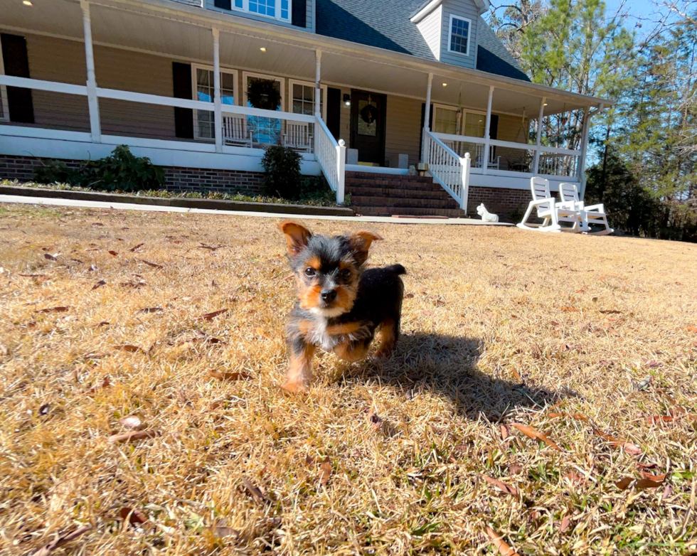 Yorkshire Terrier Pup Being Cute