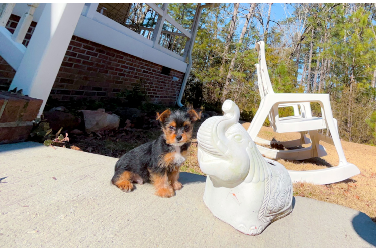 Cute Yorkshire Terrier Purebred Pup