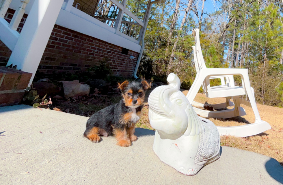 Cute Yorkshire Terrier Purebred Pup