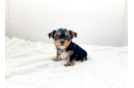 Yorkshire Terrier Pup Being Cute