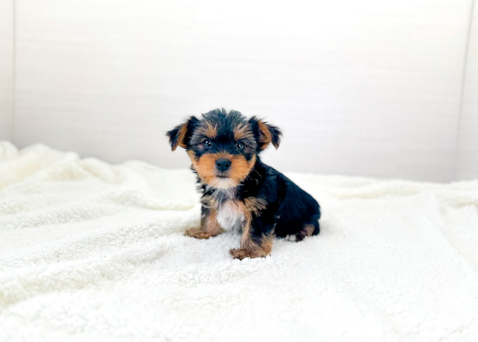 Yorkshire Terrier Pup Being Cute