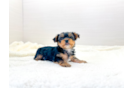 Yorkshire Terrier Puppy for Adoption