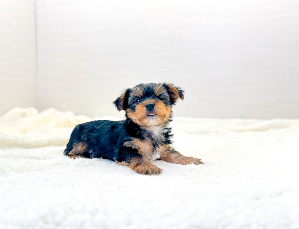 Yorkshire Terrier Puppy for Adoption