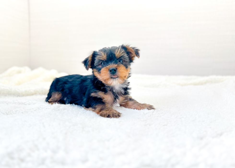 Cute Yorkshire Terrier Baby