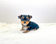 7 week old Yorkshire Terrier Puppy For Sale - Simply Southern Pups