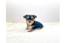 Yorkshire Terrier Pup Being Cute