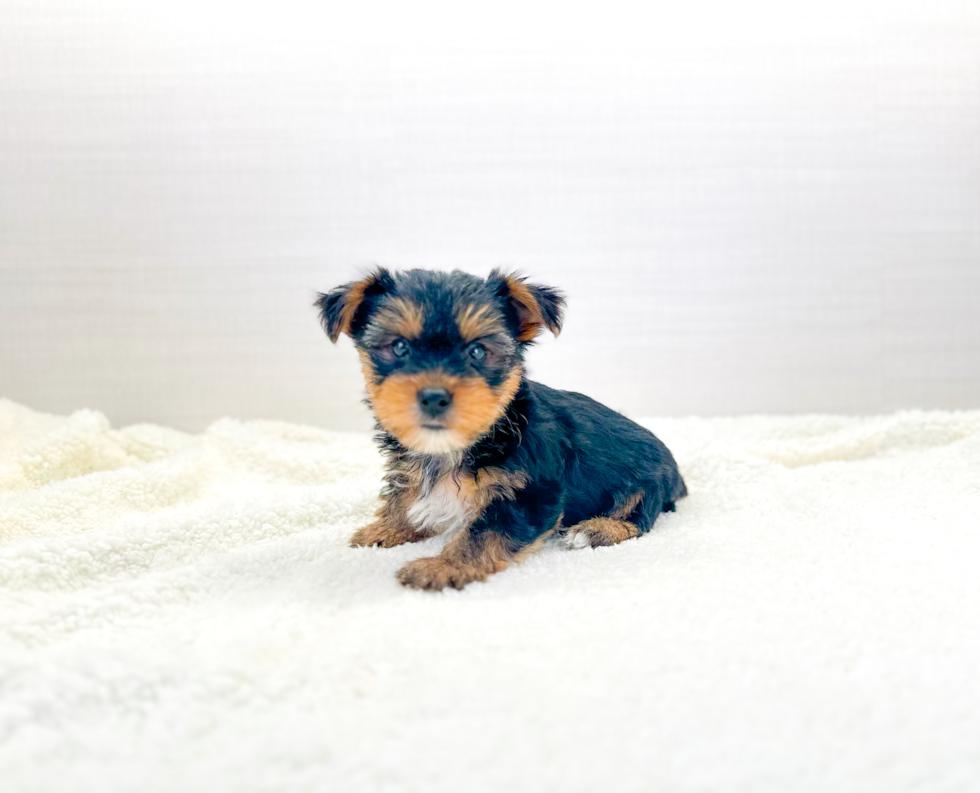 Yorkshire Terrier Pup Being Cute