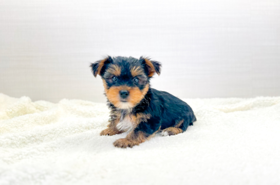 Yorkshire Terrier Pup Being Cute