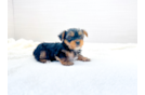 Cute Yorkshire Terrier Purebred Pup