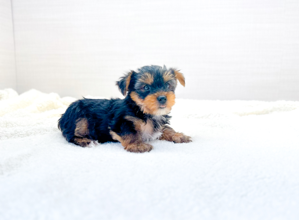 Cute Yorkshire Terrier Purebred Pup