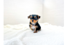 Cute Yorkshire Terrier Baby