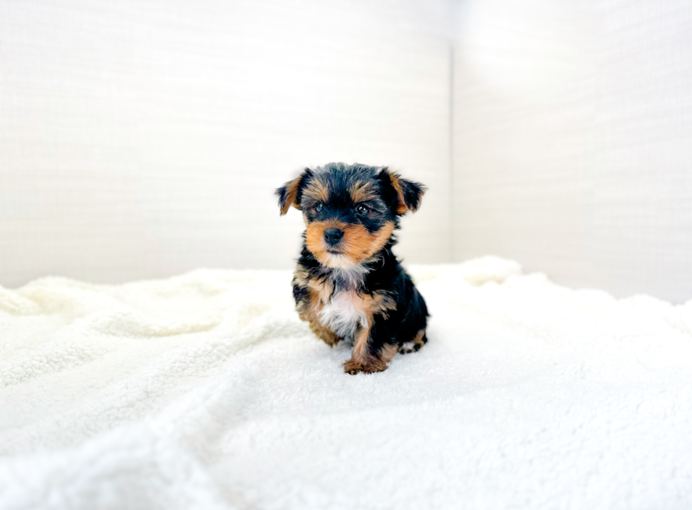 Cute Yorkshire Terrier Baby