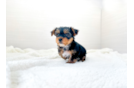 Yorkshire Terrier Puppy for Adoption