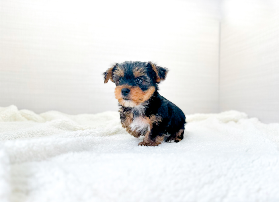 Yorkshire Terrier Puppy for Adoption