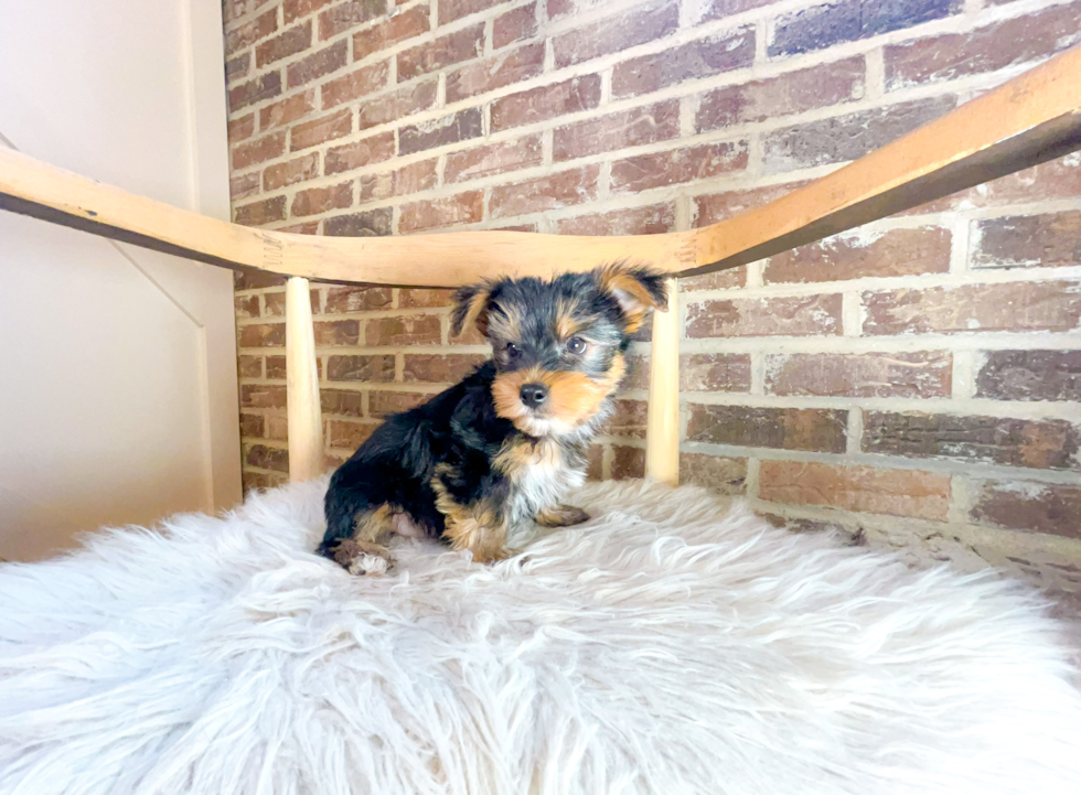 Yorkshire Terrier Pup Being Cute