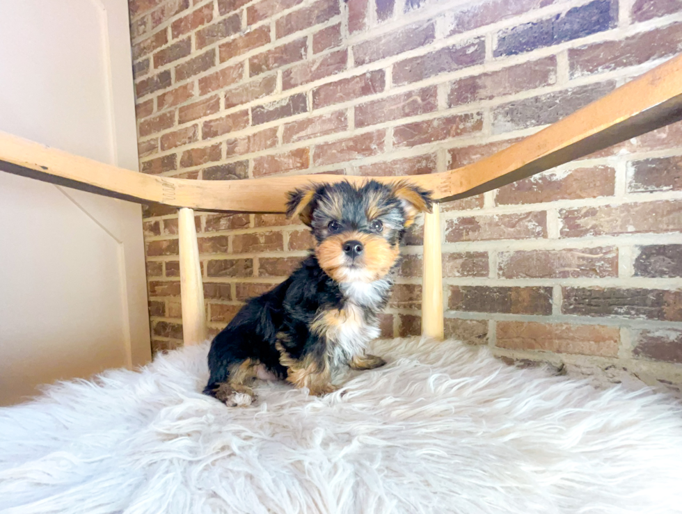 Best Yorkshire Terrier Baby