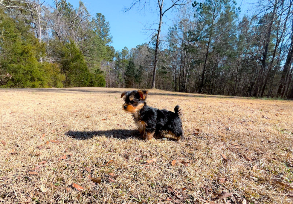 Cute Yorkshire Terrier Baby