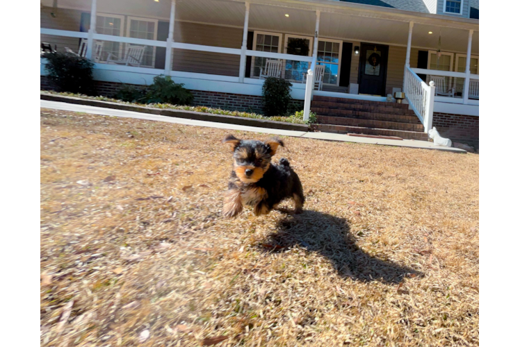 Cute Yorkshire Terrier Baby