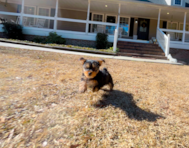 10 week old Yorkshire Terrier Puppy For Sale - Simply Southern Pups