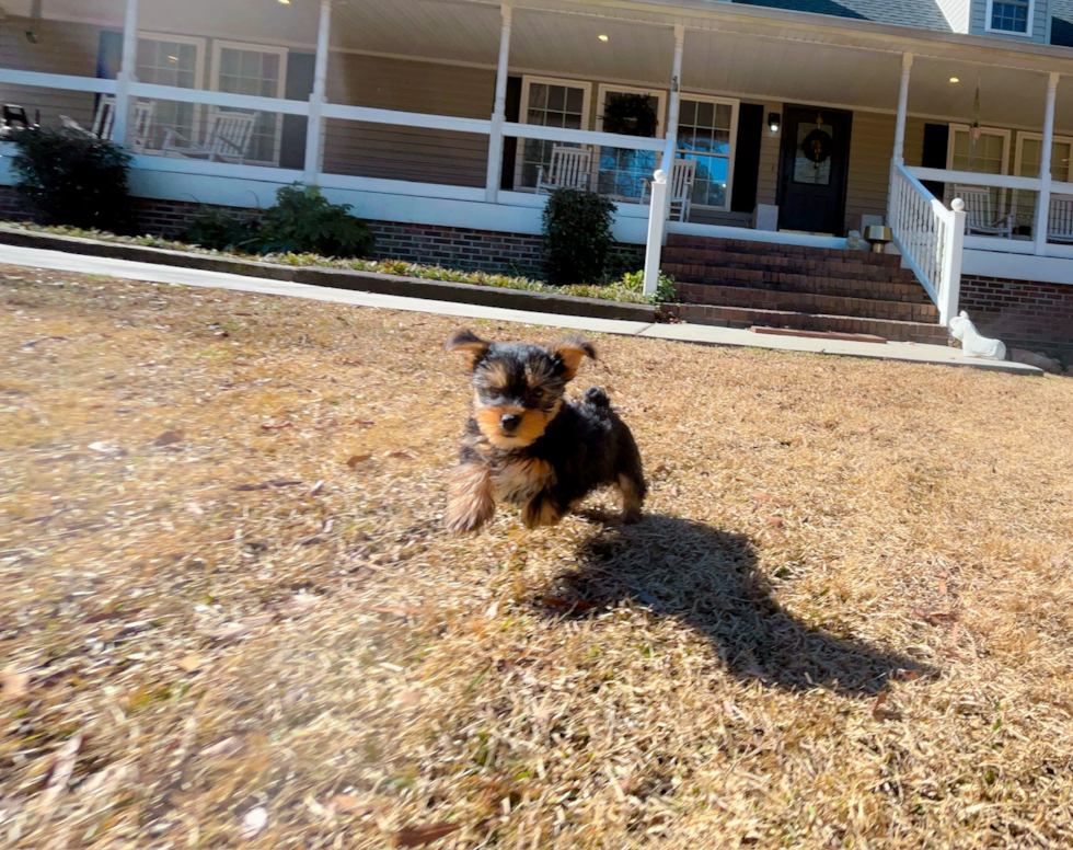 Cute Yorkshire Terrier Baby