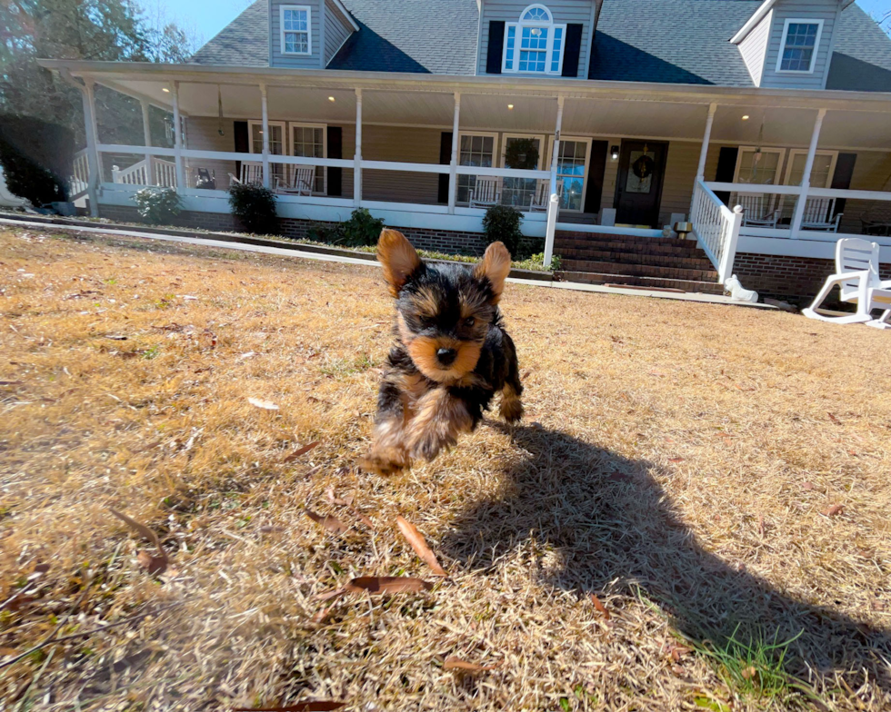 Cute Yorkshire Terrier Purebred Pup