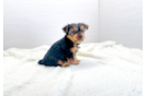 Best Yorkshire Terrier Baby