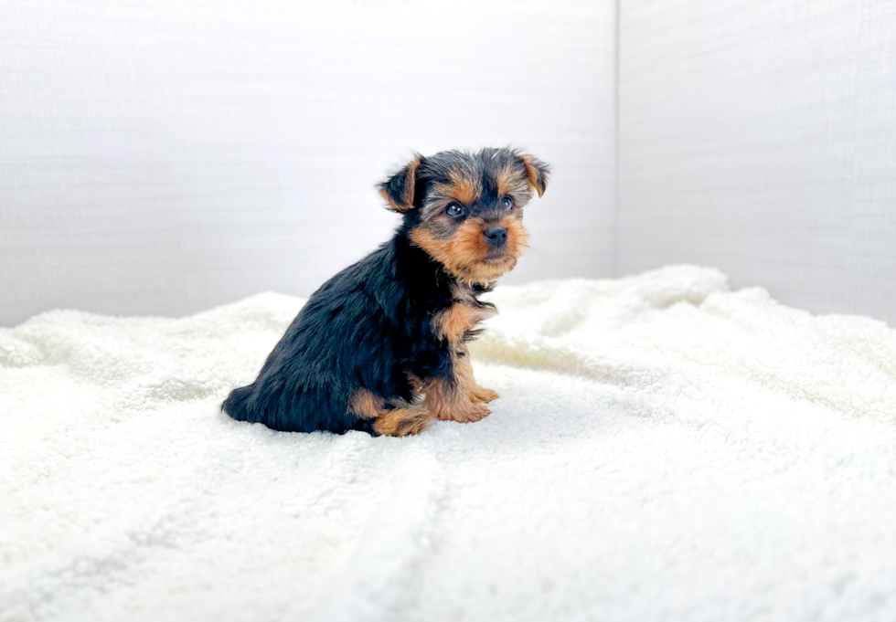 Best Yorkshire Terrier Baby