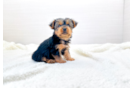 Cute Yorkshire Terrier Baby