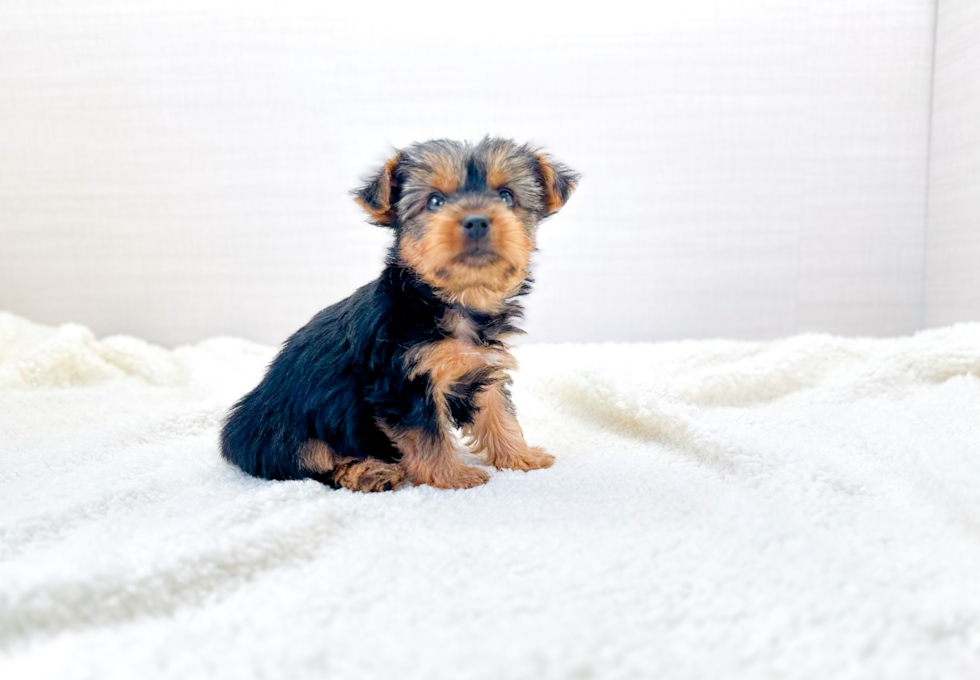 Cute Yorkshire Terrier Baby