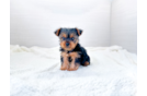 Cute Yorkshire Terrier Baby