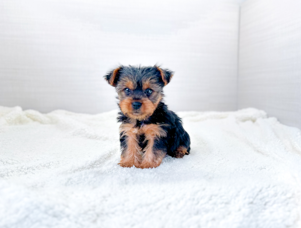 Cute Yorkshire Terrier Baby