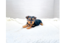 Yorkshire Terrier Puppy for Adoption