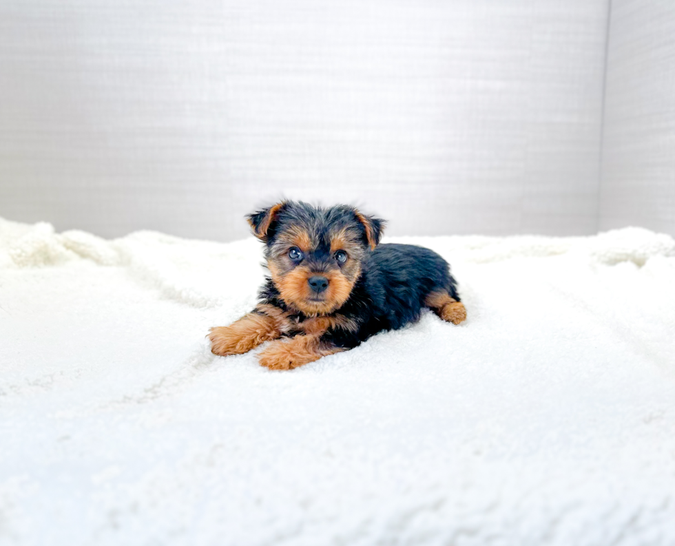 Yorkshire Terrier Puppy for Adoption