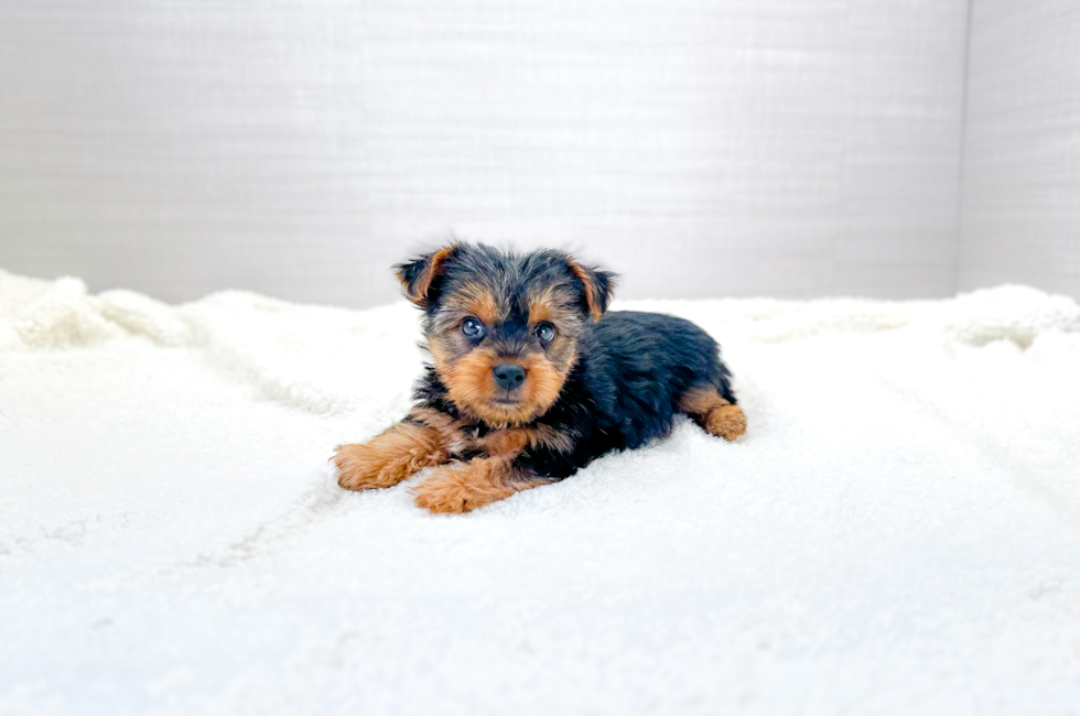 8 week old Yorkshire Terrier Puppy For Sale - Simply Southern Pups