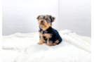 Cute Yorkshire Terrier Purebred Pup