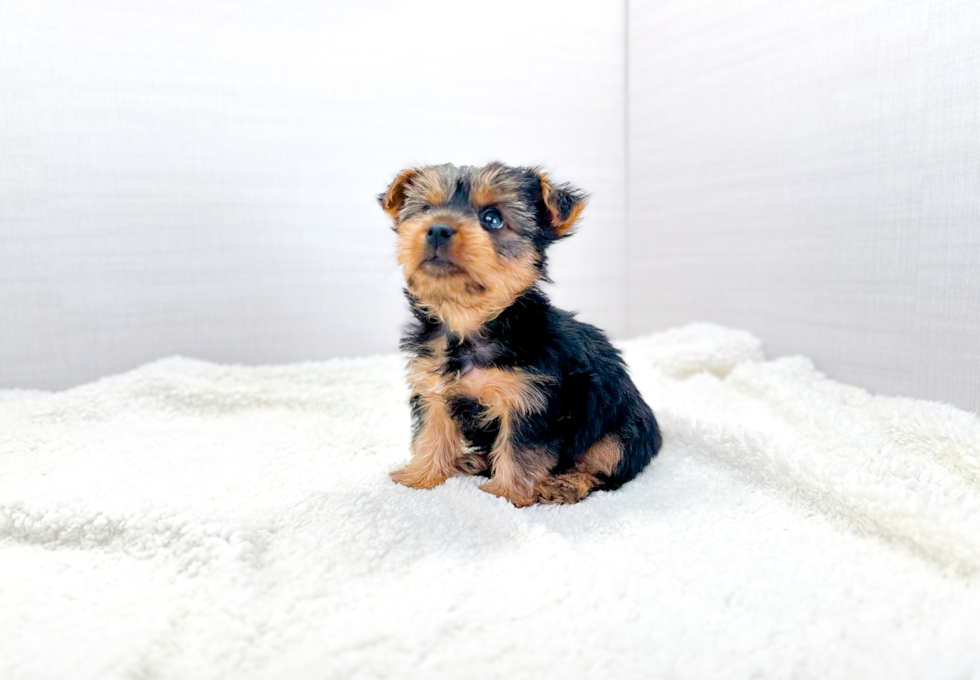 Cute Yorkshire Terrier Purebred Pup