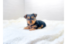 Cute Yorkshire Terrier Baby