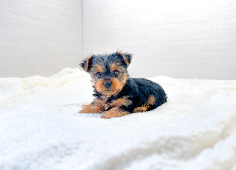 Cute Yorkshire Terrier Baby